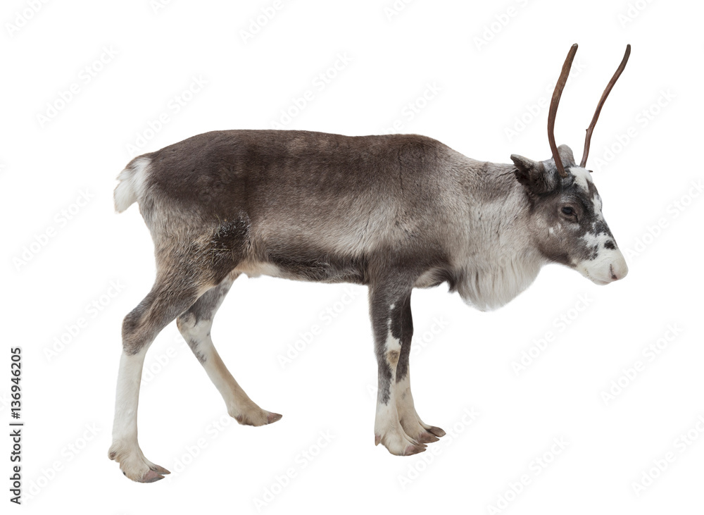 Fototapeta premium A young reindeer on a white background isolated