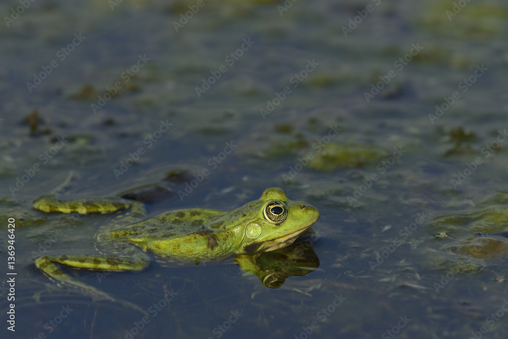 Pool Frog (Rana lessonae) at water surface, Danube delta rewilding area, Romania Pool Frog (Rana lessonae) at water surface, Danube delta rewilding area, Romania