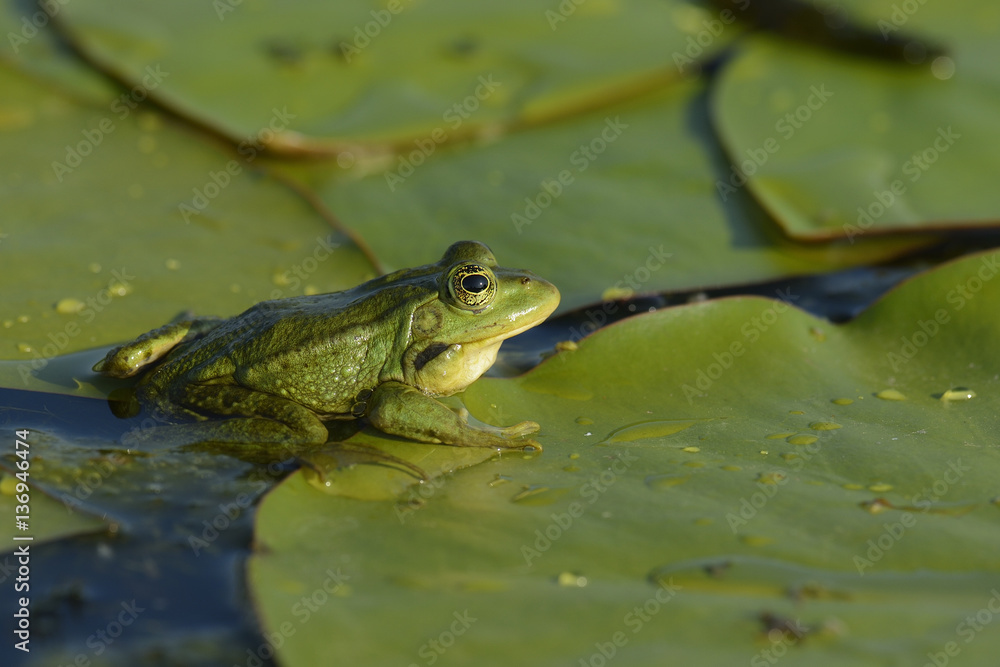 Pool Frog (Rana lessonae) sitting amongst lily pads, Danube delta rewilding area, Romania Pool Frog (Rana lessonae) sitting amongst lily pads, Danube delta rewilding area, Romania