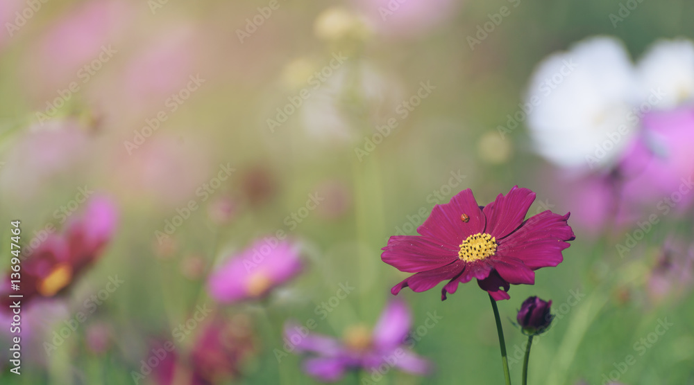 Pink ,red and white cosmos flowers garden Pink ,red and white cosmos flowers garden