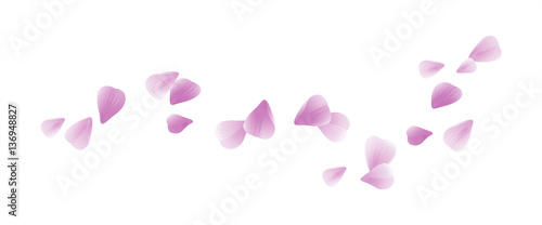 Pink Purple flying petals isolated on white. Sakura petals. Vector 