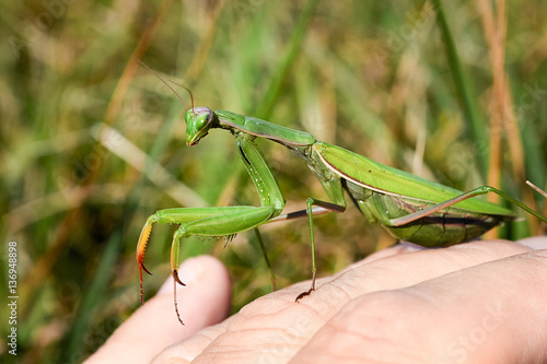 Slika na platnu Green praying mantis on hand.