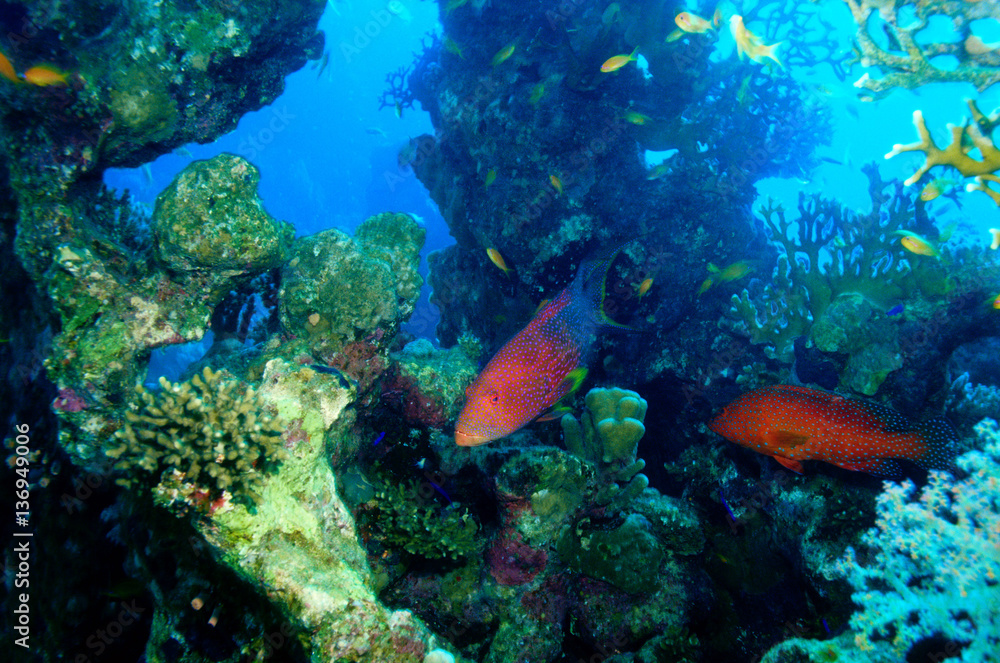 cernia dei coralli celphalopholis miniata barriera corallina isola di ...