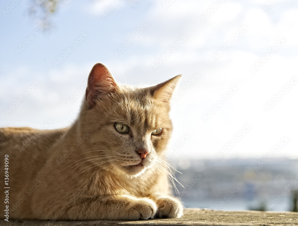 Cat portrait close up, brown serious cat in city background,kitten in light blue and cream looking with space for advertising and text, yellow cat in Valletta background