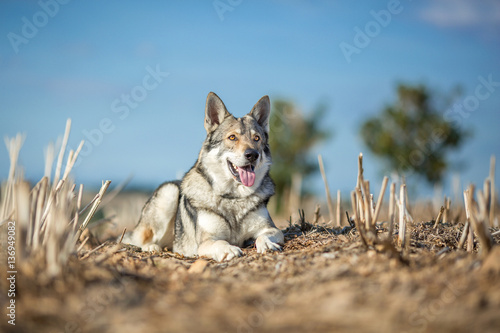 Fototapeta Naklejka Na Ścianę i Meble -  Wolfdog in autumn nature