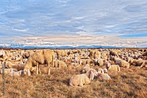 Flock of sheep with lambs. They grazed in winter day.