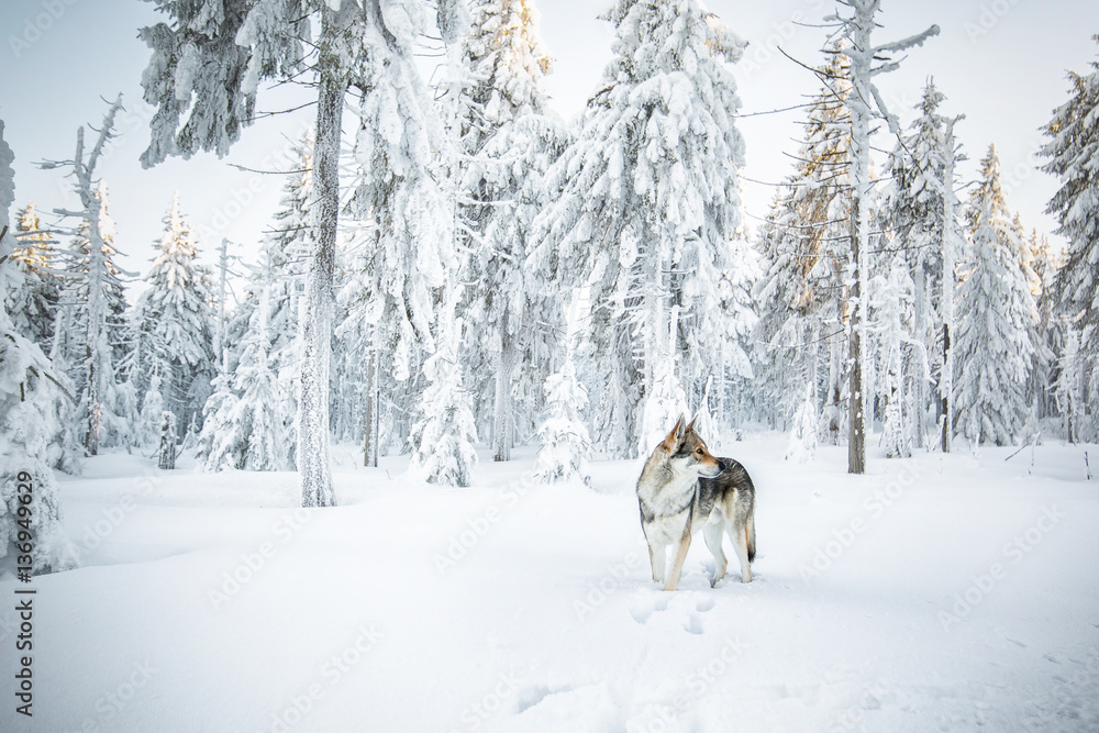 Naklejka premium Wolfdog in winter nature