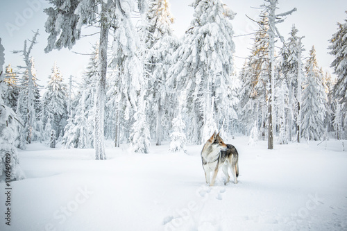 Wolfdog in winter nature