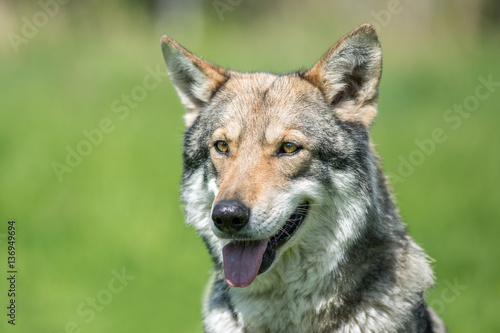 Wolfdog on green graas