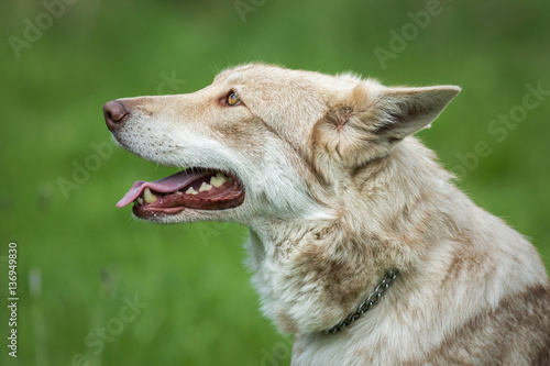 Wolfdog on green graas