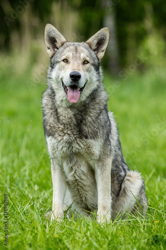 Wolfdog on green graas