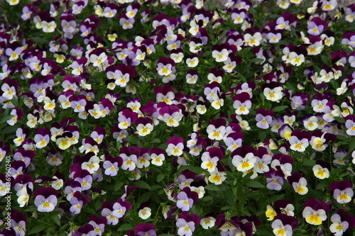 A group of flowers