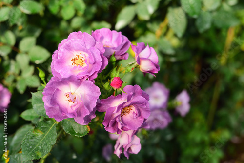 Close-up shots of beautiful roses in the garden