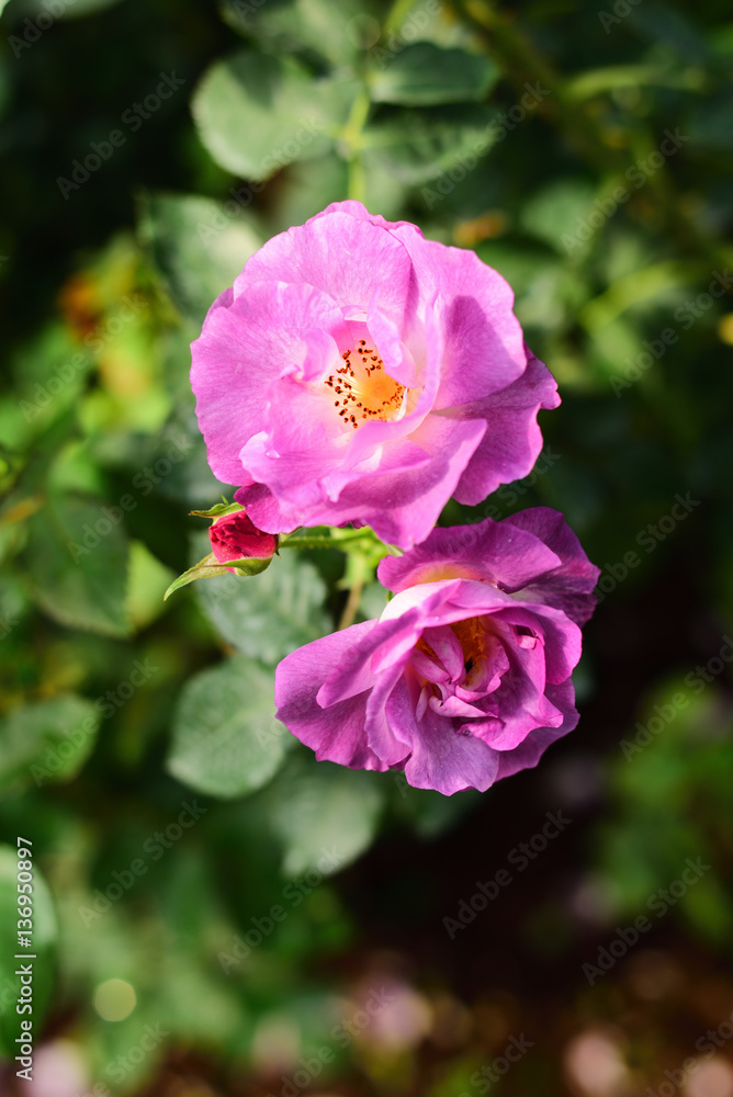 Close-up shots of beautiful roses in the garden Close-up shots of beautiful roses in the garden