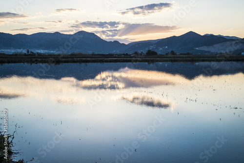 rice paddy moss