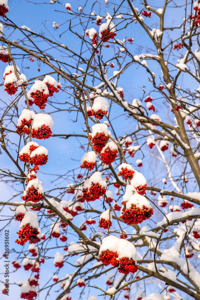 the clusters of red berries of mountain ash under snow the clusters of red berries of mountain ash under snow