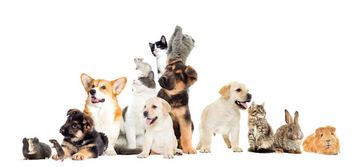 set pet looks