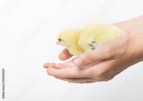 yellow chick on human hands