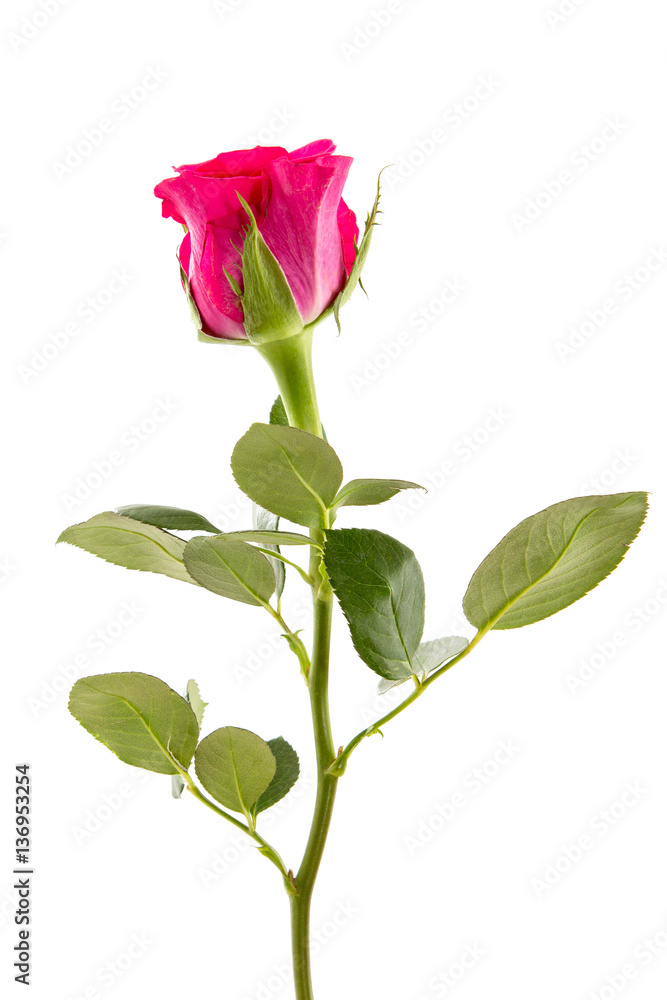 Single beautiful rose isolated