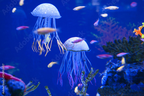 Little medusas in aquarium. Ocean or sea inhabitants, fishes, water plants. Diving. Jelly fish.