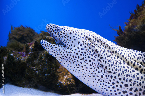 Gymnothorax favagineus. Tessalata Eel. Marine fish. Murena photo