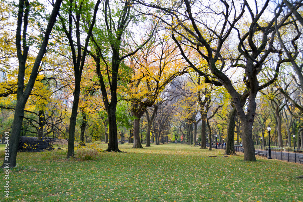Naklejka premium Canopy of American elms in Central Park