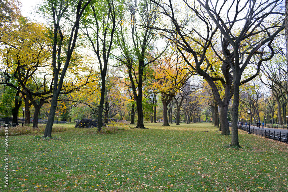 Canopy of American elms in Central Park Canopy of American elms in Central Park
