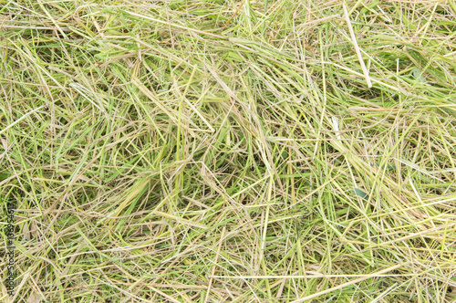 Rice field