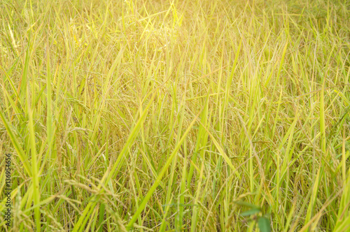 Rice field