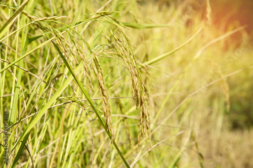 Rice field