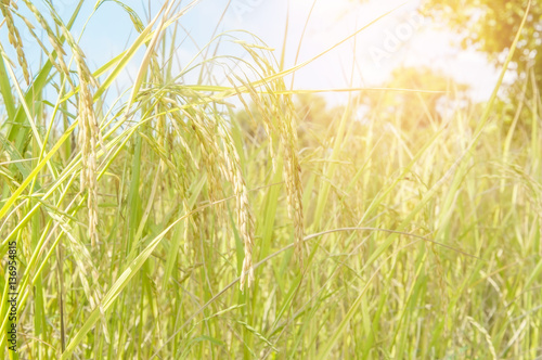 Rice field