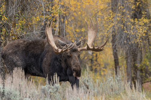 Rutting Bull Moose in Teton National Park Wyoming in Fall © natureguy