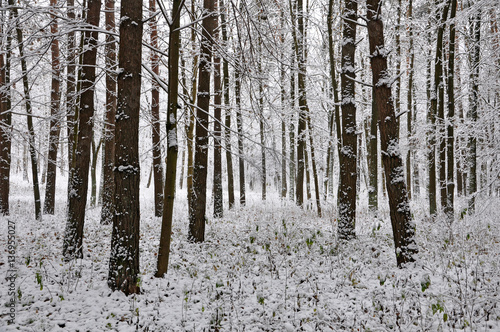 The trunks of coniferous trees covered with snow after a snowfall in forest. Winter background, wallpaper.