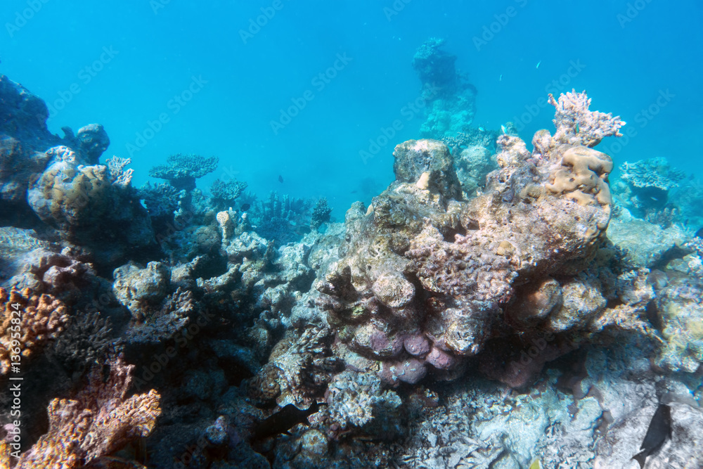 Underwater coral reef and fish in Indian Ocean, Maldives.