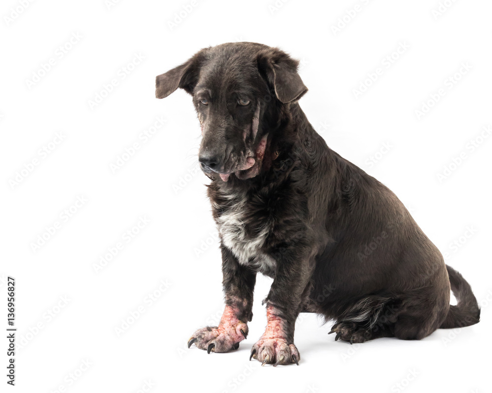 Dog sick leprosy skin problem with white background Dog sick leprosy skin problem with white background