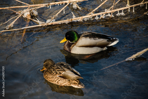 ducks are swimming in the winter river