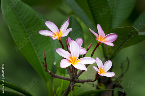 pink frangipani flower