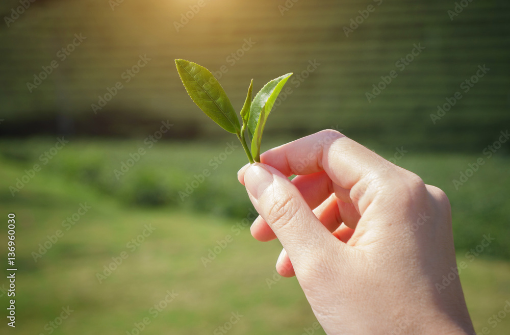 Tea picking hand