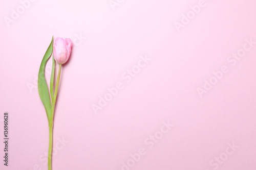 Fototapeta Naklejka Na Ścianę i Meble -  Pink tulips on the pink background. Flat lay, top view.  Valenti