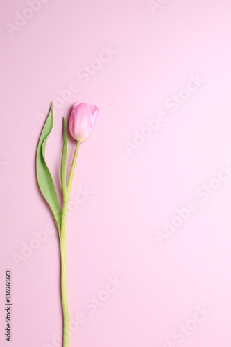 Fototapeta Naklejka Na Ścianę i Meble -  Pink tulips on the pink background. Flat lay, top view.  Valenti