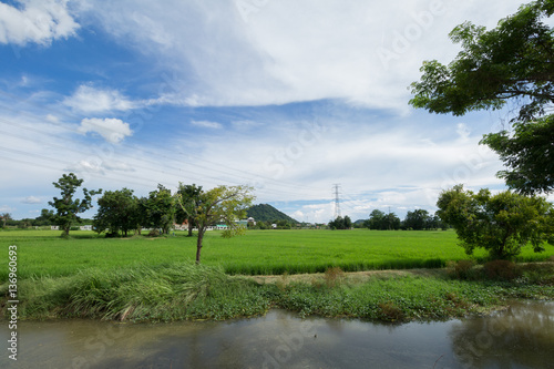 Image of green rice field with blue sky © akkalak