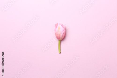 Fototapeta Naklejka Na Ścianę i Meble -  Pink tulips on the pink background. Flat lay, top view.  Valenti
