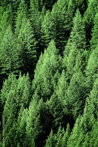 Pine Trees in Forest Wilderness for Conservation