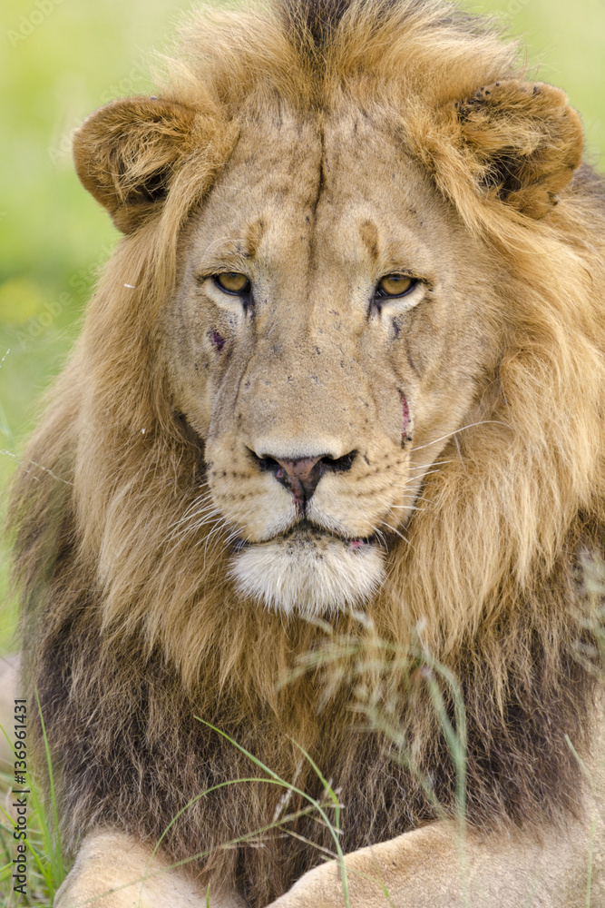 Lion (Panthera leo). KwaZulu Natal. South Africa