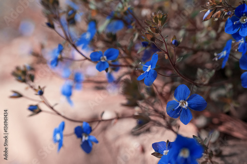 Принти на полотні Blue lobelia flowers in spring, delicate background blur
