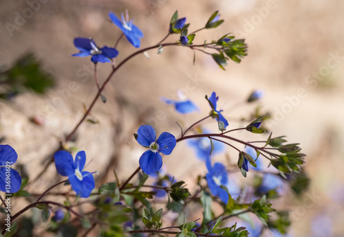 Blue lobelia flowers in spring