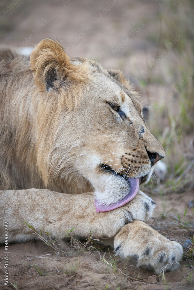 Naklejka premium Lion (Panthera leo) grooming itself. KwaZulu Natal. South Africa