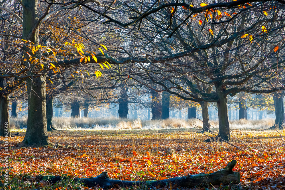 Obraz premium Woods in Richmond Park, London