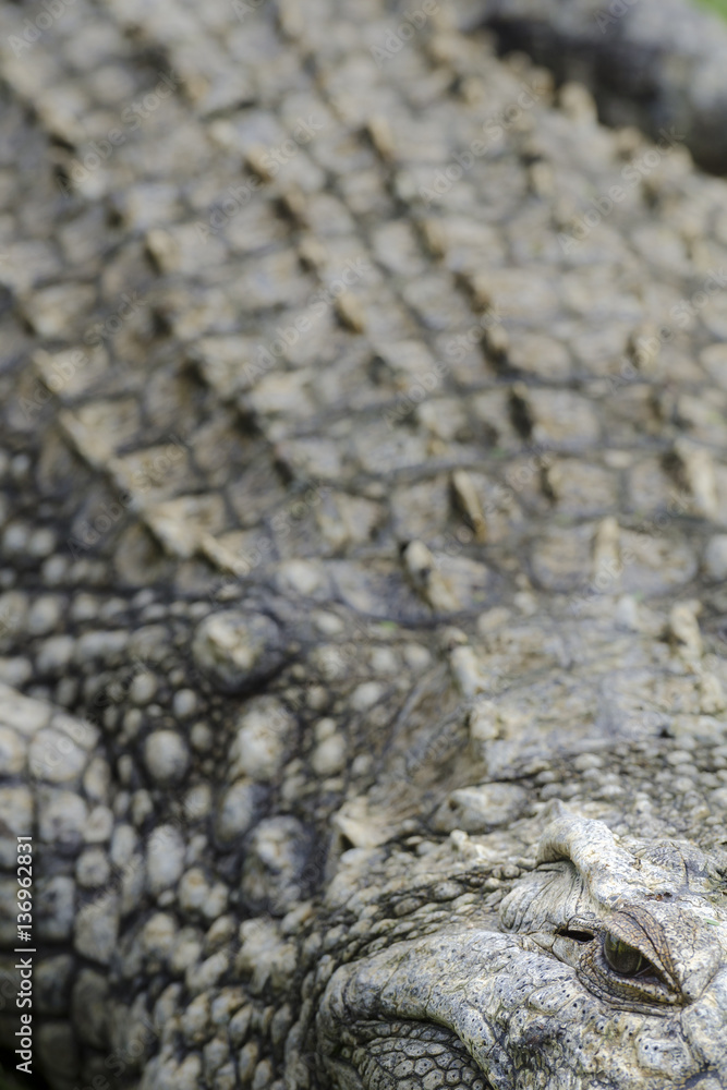 Nile crocodile (Crocodylus niloticus). KwaZulu Natal. South Africa Nile crocodile (Crocodylus niloticus). KwaZulu Natal. South Africa