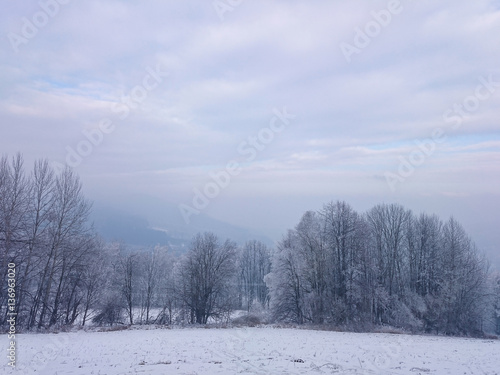 Snow meadow with snowy trees in landscape